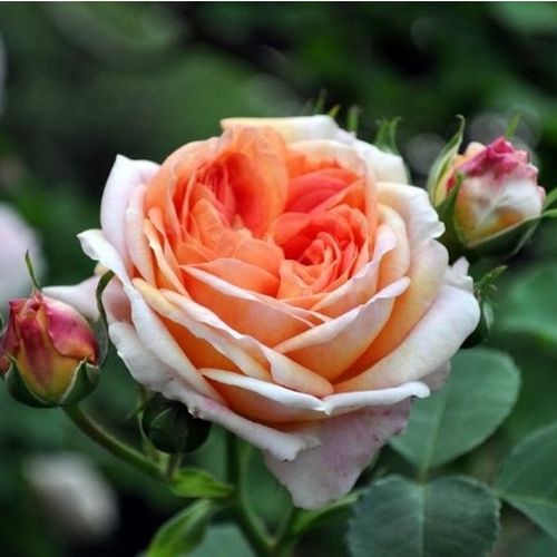 Rosa Alchymist® - sárga - Apróvirágú - magastörzsű rózsafa- csüngő koronaforma